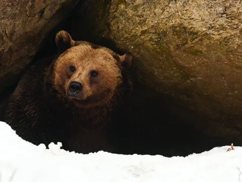 Bear in cave
