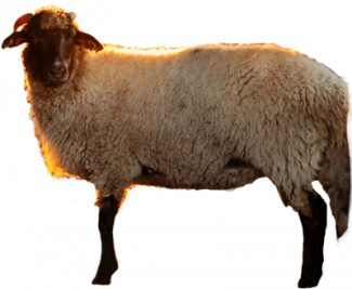 Ruminant Production
